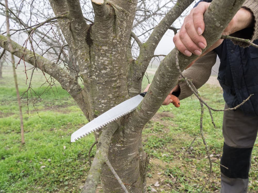 Shrub Pruning