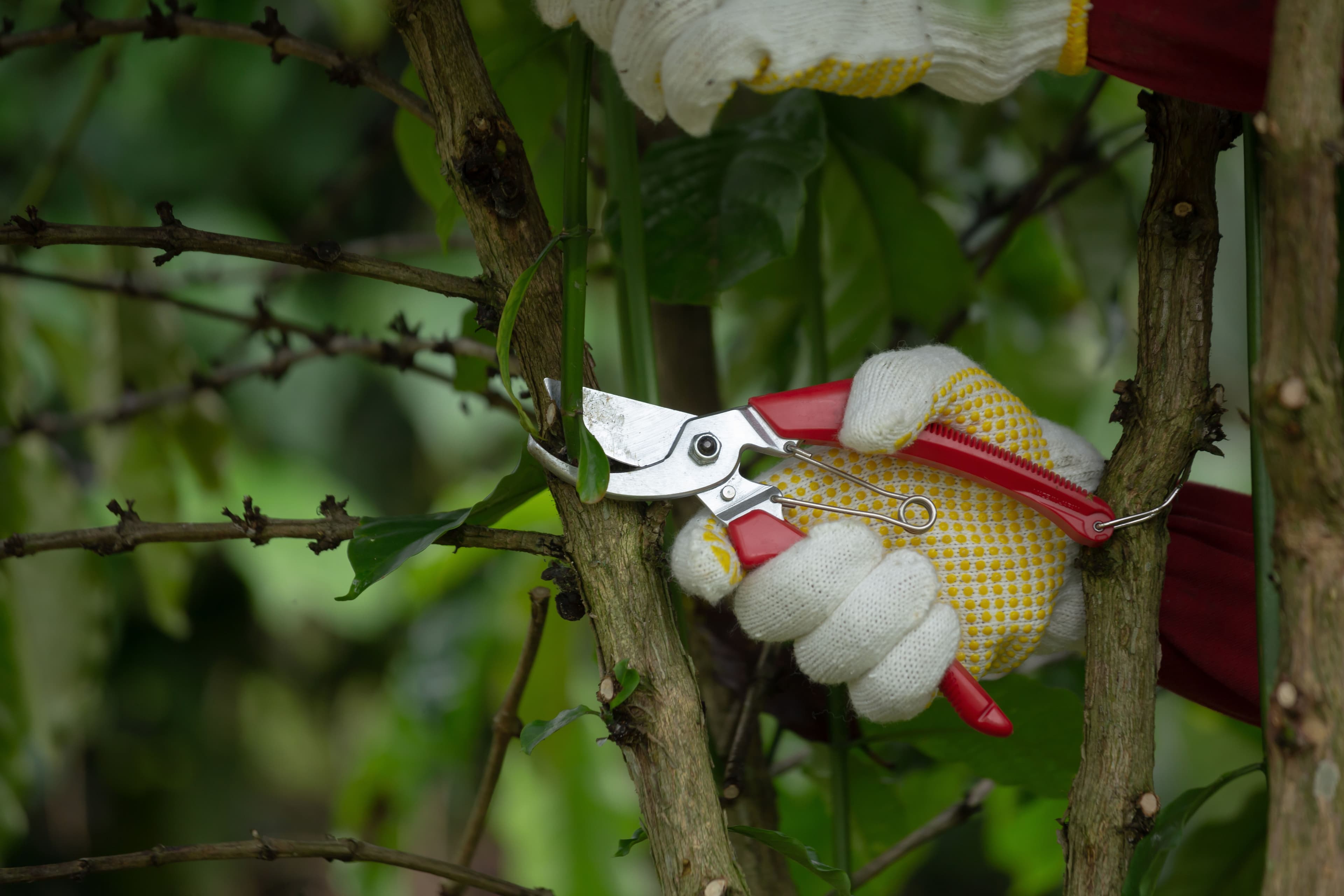 Tree Trimming