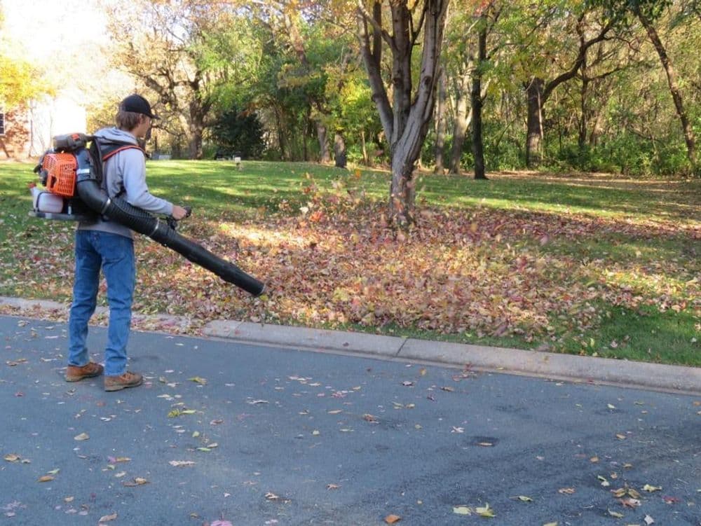 Yard Cleanup